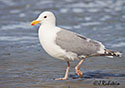 Larus glaucescens